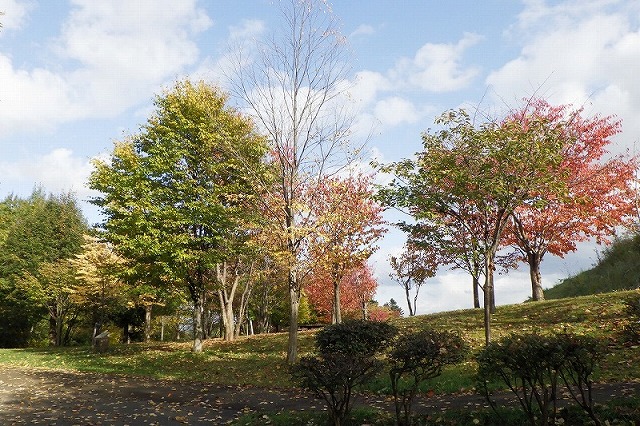 2025年10月19日紅葉の状況(新桜並木を双子沢坂から)