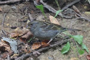 クロジ雄2025年10月20日