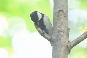 シジュウカラ2025年10月12日