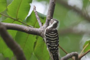コゲラ2025年10月12日