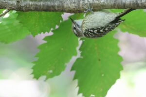 コゲラ2025年10月20日