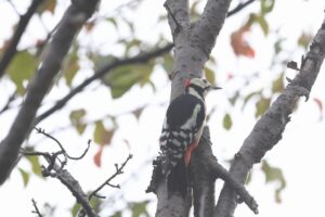 アカゲラ雄2025年10月6日