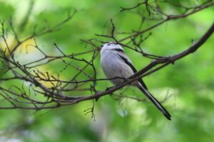 旭山の紅葉2025年10月15日17シマエナガ