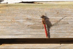 アキアカネ2025年10月20日