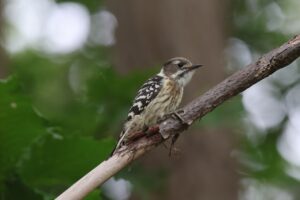 コゲラ2025年10月6日