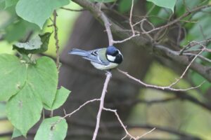 シジュウカラ2025年10月20日