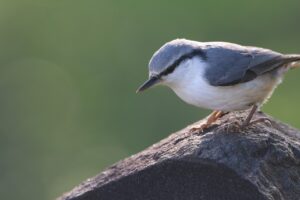 ゴジュウカラ2025年10月12日亜種シロハラゴジュウカラ