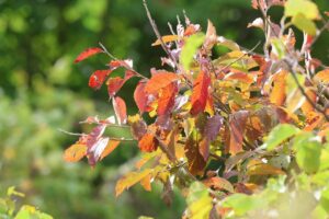 旭山の紅葉2025年10月1日4ハルニレ