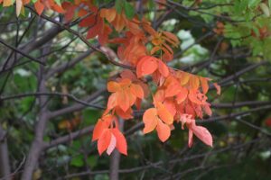 旭山の紅葉2025年10月1日２ヌルデ紅葉