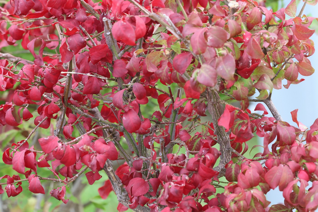 旭山の紅葉2025年10月1日（水曜日） – 旭山記念公園