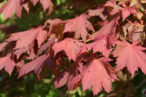 旭山の紅葉2025年10月1日6ハウチワカエデ紅葉