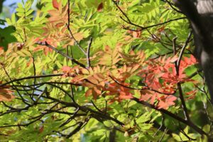 旭山の紅葉2025年10月1日3ナナカマド紅葉
