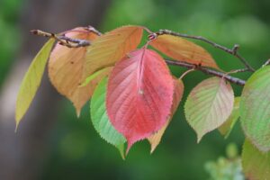 旭山の紅葉2025年10月1日1エゾヤマザクラ紅葉