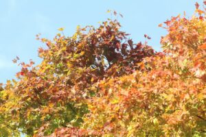 旭山の紅葉2025年10月15日8第一駐車場入口のヤマモミジアップ