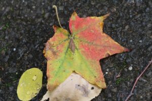 旭山の紅葉2025年10月15日2イタヤカエデ赤