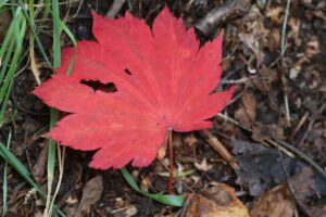旭山の紅葉2025年10月15日1ハウチワカエデ紅葉