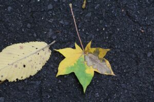 旭山の紅葉2025年10月15日3イタヤカエデ黄葉