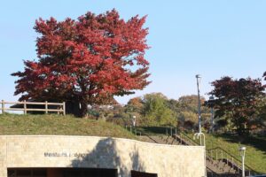 旭山の紅葉2025年10月21日17展望台一本桜とレストハウス