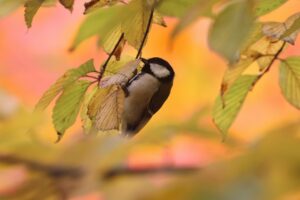 旭山の紅葉2025年10月21日1シジュウカラと紅葉