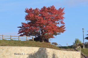 旭山の紅葉2025年10月25日18展望台一本桜とレストハウス