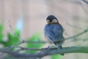 ヤマガラ2025年10月6日