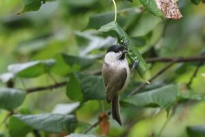 ハシブトガラ2025年10月6日