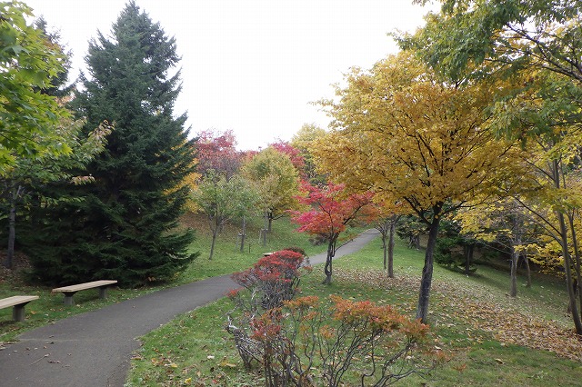 2025年10月23日紅葉の状況（学びの森）