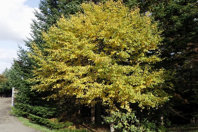 2025年10月19日紅葉の状況(作業員詰所近くのアズキナシ)