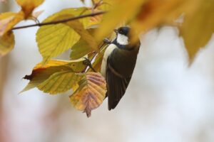 シジュウカラ2025年10月26日