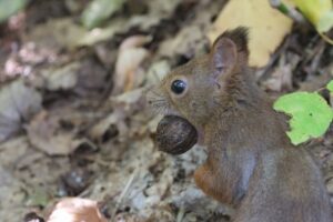 エゾリス2025年10月20日