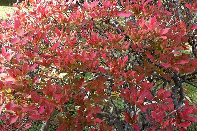 2025年10月19日紅葉の状況(学びの森ドウダンツツジ)