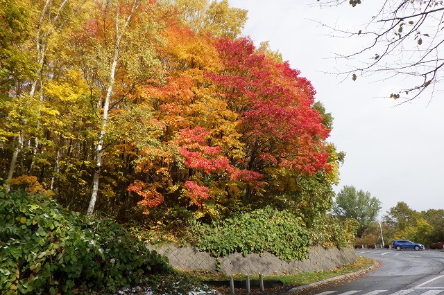 2025年10月29日紅葉の状況 (記念樹の森を舗装道路から)