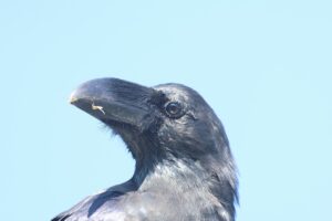 ハシブトガラス2025年10月12日