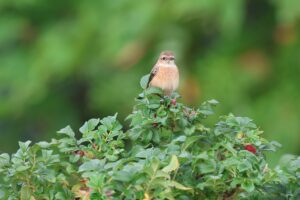 ノビタキ2025年10月6日
