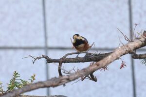 ヤマガラ2025年10月20日作業員詰所付近