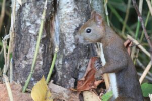 エゾリス2025年10月6日