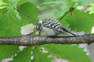 コゲラ2025年10月26日