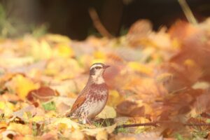 旭山の紅葉2025年10月28日11ツグミ