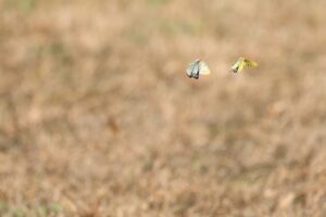 モンキチョウ2025年10月6日ペアによる飛翔