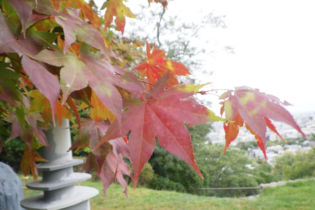 2025年10月12日紅葉の状況（寺田京子句碑ヤマモミジ）