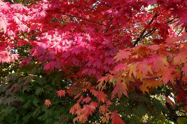 2025年10月19日紅葉の状況(展望台ハウチワカエデのアップ)