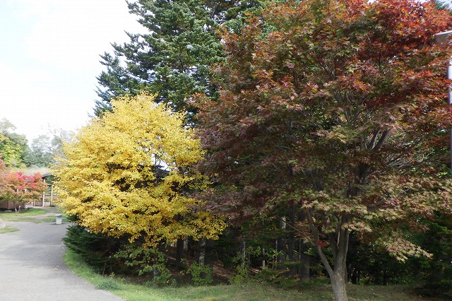 2025年10月23日紅葉の状況（作業員詰所の横）