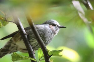 ヒヨドリ2025年10月20日