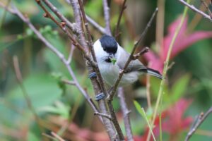 ハシブトガラ2025年10月20日