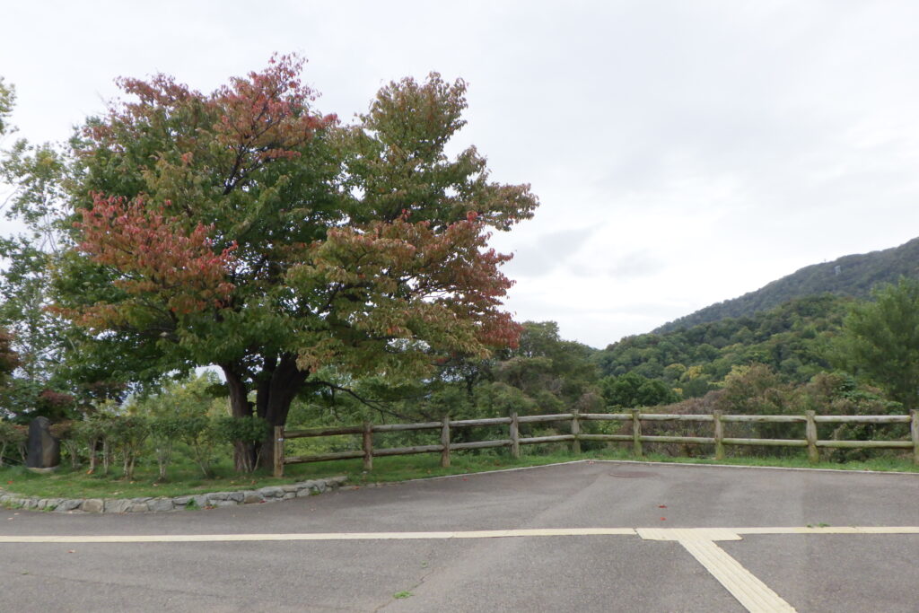 2025年10月12日紅葉の状況（展望台一本桜と藻岩山）