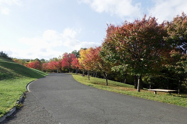 2025年10月19日紅葉の状況(新桜並木を北側から)