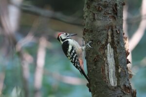 オオアカゲラ雄2025年10月26日