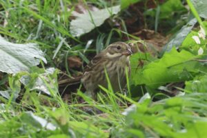 クロジ雌2025年10月20日