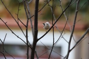 シマエナガ2025年10月26日