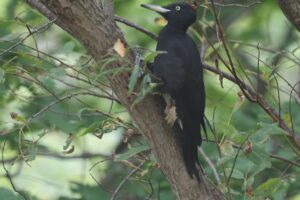 クマゲラ雌2025年10月12日